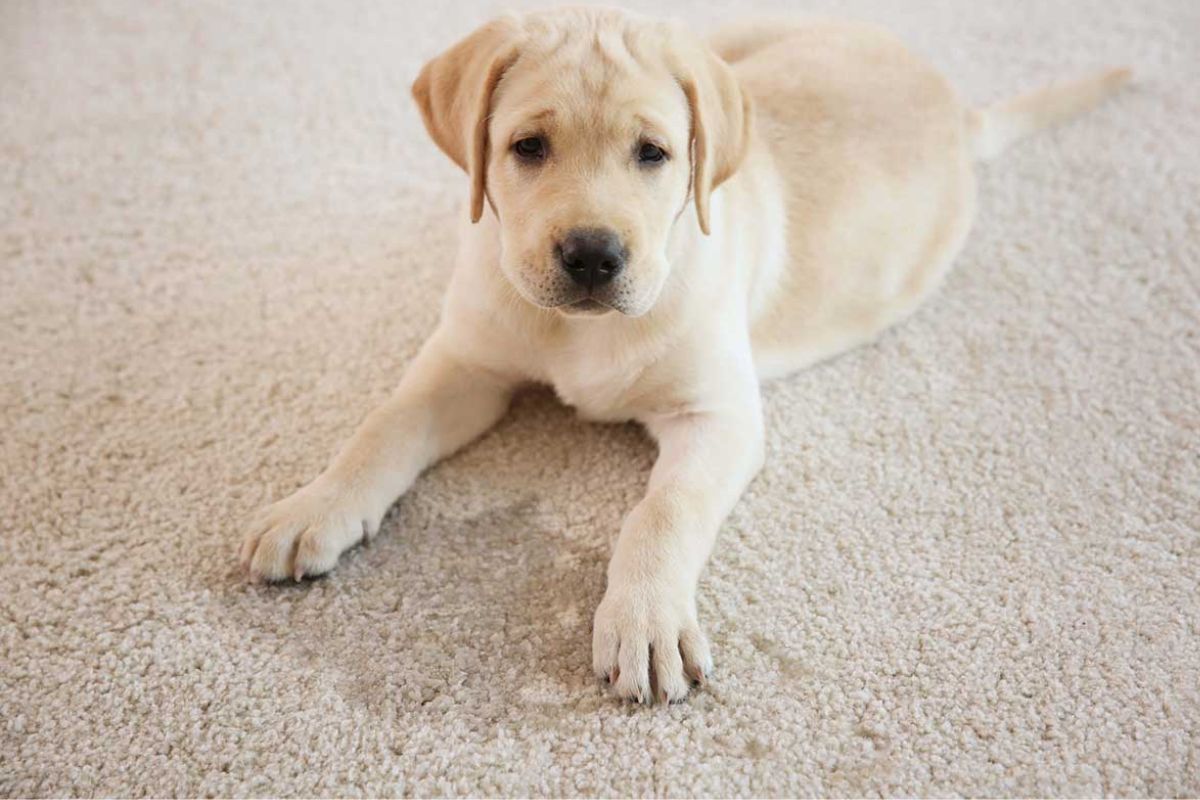 How Steam Carpet Cleaning Ensures Quality Protection For Your Carpets