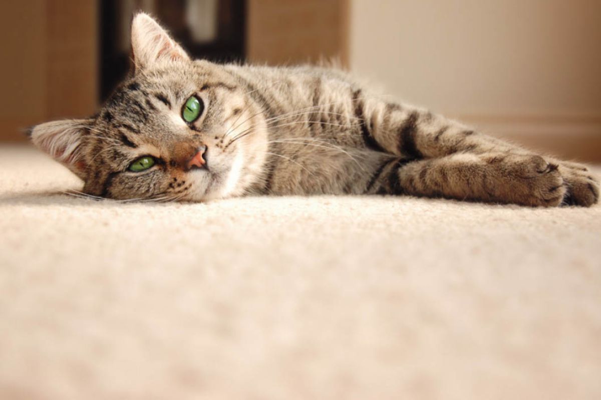 Miracle Steam's Guide On How Long Carpet Cleaning Should Take