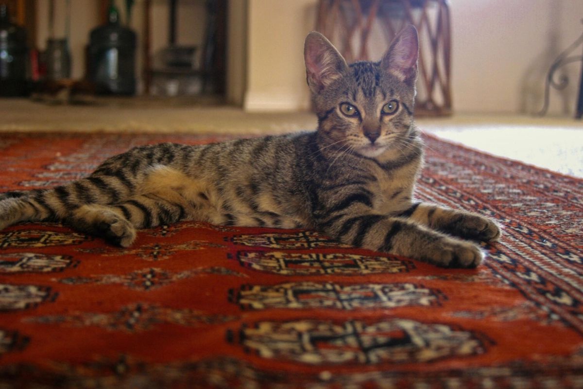 Professionally Washing Your Treasured Oriental Area Rug Is Your Best Assurance