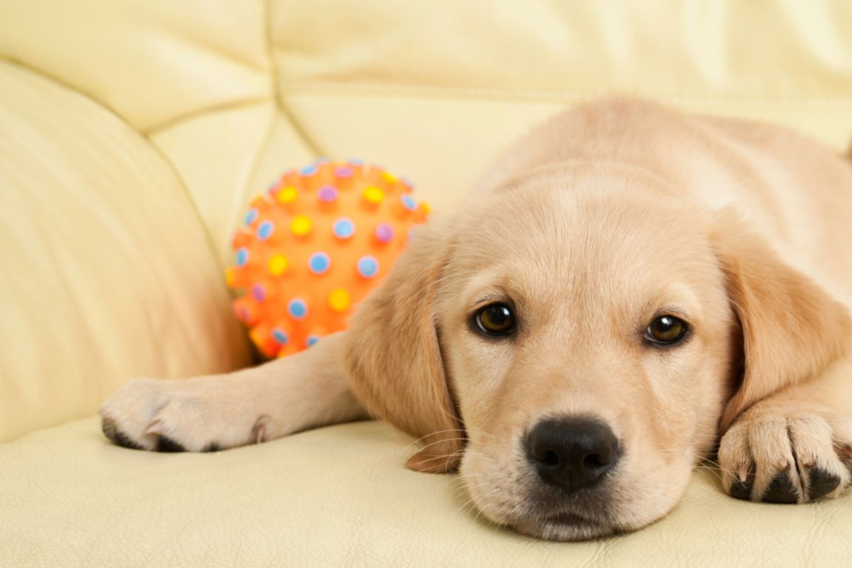 Everyone Who Has A Pet And A Carpet Knows How Difficult Pet Odor Removal Is